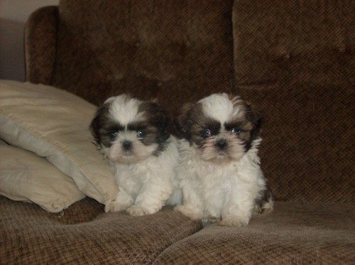 Shih tzu